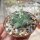 Thelocactus tulensis v. bueckii SB 973