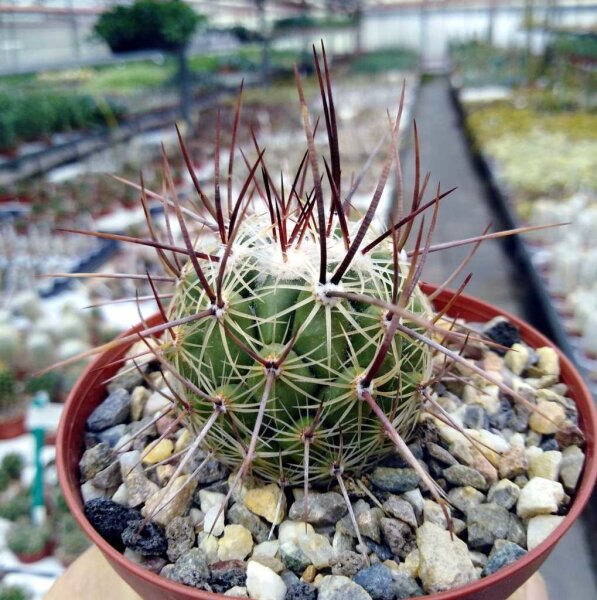 Thelocactus saussieri