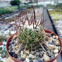 Thelocactus saussieri