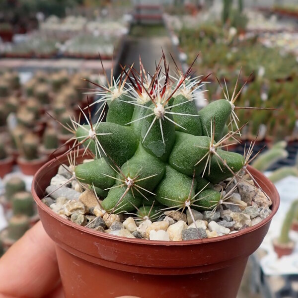 Thelocactus tulensis