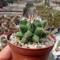 Thelocactus tulensis