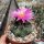 Thelocactus tulensis v. matudae