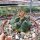 Thelocactus tulensis v. matudae