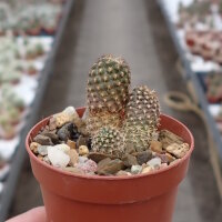 Thelocephala aerocarpa