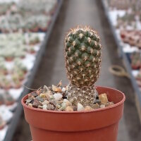 Thelocephala aerocarpa