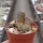 Thelocephala aerocarpa