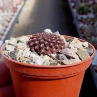 Thelocephala esmeraldana (syn. Neochilenia)
