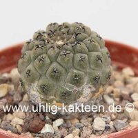 Thelocephala napina v. spinosior