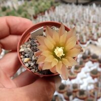 Thelocephala napina v. spinosior