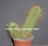Trichocereus andalgalensis