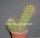Trichocereus andalgalensis