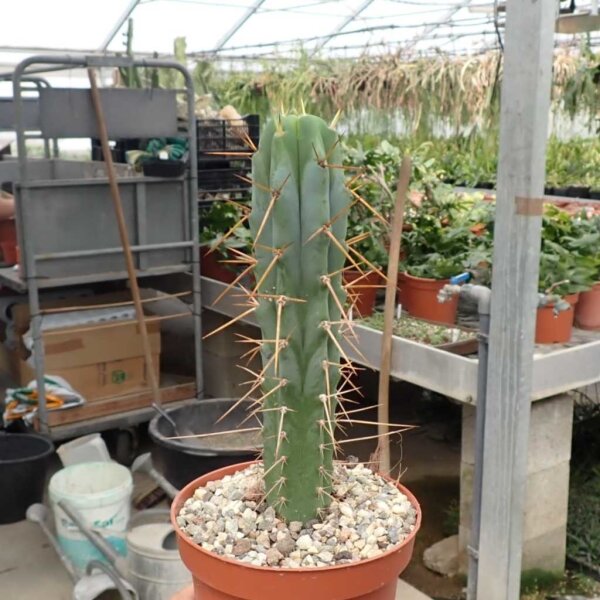 Trichocereus bridgesii
