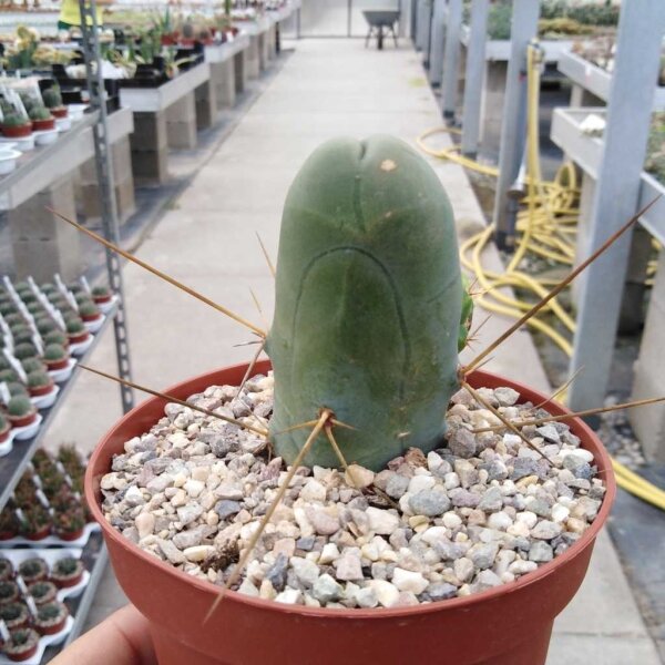 Trichocereus bridgesii ovalis-monstruosus cv.Frauenglück