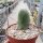 Trichocereus bridgesii ovalis-monstruosus cv.Frauenglück
