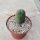 Trichocereus bridgesii ovalis-monstruosus cv.Frauenglück