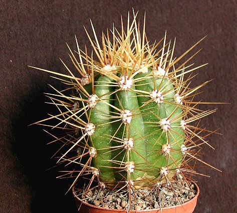 Trichocereus candicans