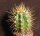 Trichocereus candicans