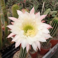 Trichocereus-Hybr. Buenavista