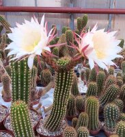 Trichocereus-Hybr. Buenavista