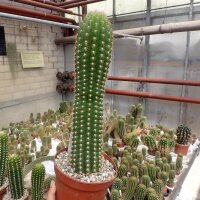 Trichocereus-Hybr. Buenavista