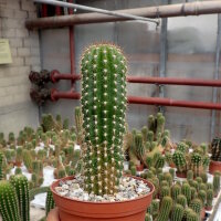 Trichocereus-Hybr. Buenavista