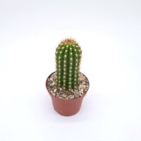 Trichocereus-Hybr. Buenavista