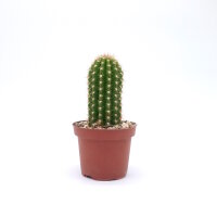 Trichocereus-Hybr. Buenavista