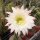 Trichocereus-Hybr. Buenavista