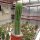 Trichocereus-Hybr. Buenavista