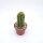 Trichocereus-Hybr. Buenavista