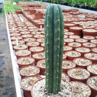 Trichocereus pachanoi