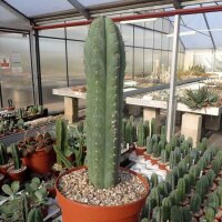 Trichocereus pachanoi
