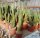 Trichocereus pachanoi