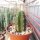 Trichocereus pachanoi