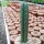 Trichocereus pachanoi