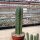 Trichocereus pachanoi