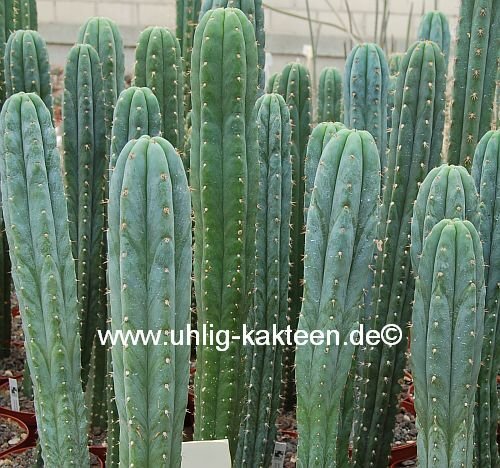 Trichocereus pachanoi XXL