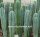 Trichocereus pachanoi XXL