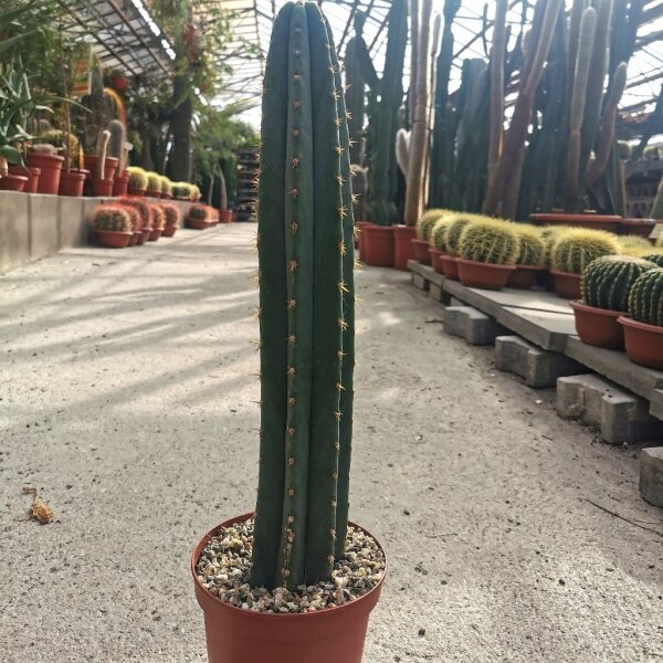 Trichocereus peruvianus XL