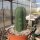 Trichocereus scopulicola XL