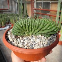 Trichocereus pachanoi cristata