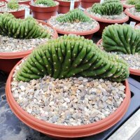 Trichocereus pachanoi cristata