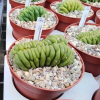 Trichocereus pachanoi cristata