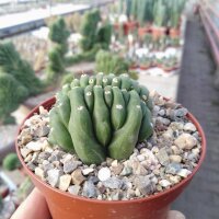Trichocereus pachanoi cristata