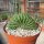 Trichocereus pachanoi cristata