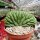 Trichocereus pachanoi cristata