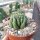 Trichocereus pachanoi cristata