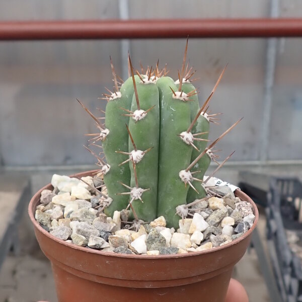 Trichocereus peruvianus Lurin Valle, Peru