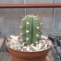Trichocereus peruvianus Lurin Valle, Peru
