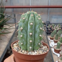 Trichocereus peruvianus Lurin Valle, Peru